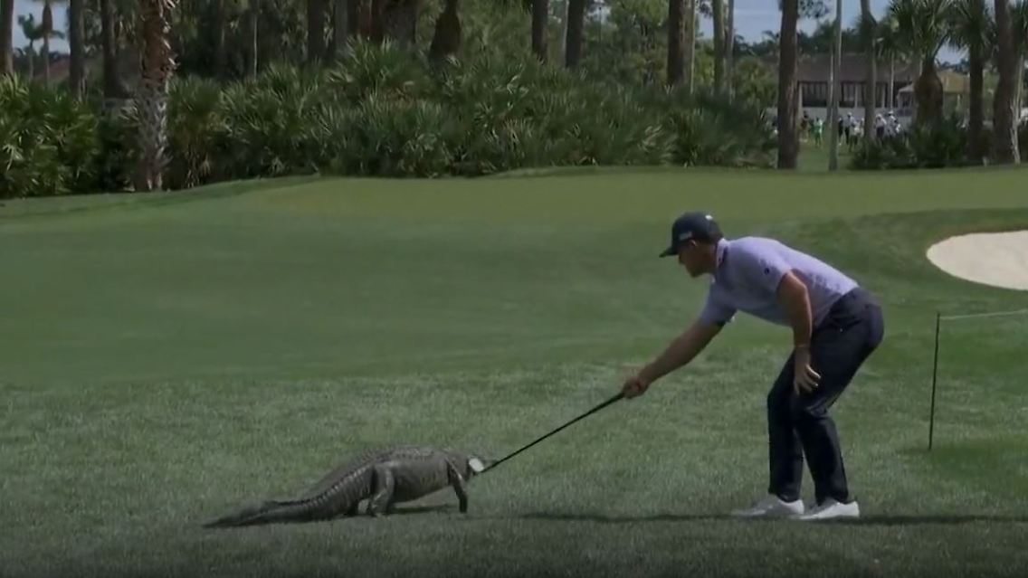 GolfAlligator.JPG