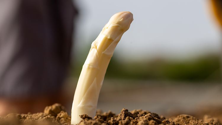 Im Süden von Deutschland ist der Spargel meist früher erntereif als im Norden.