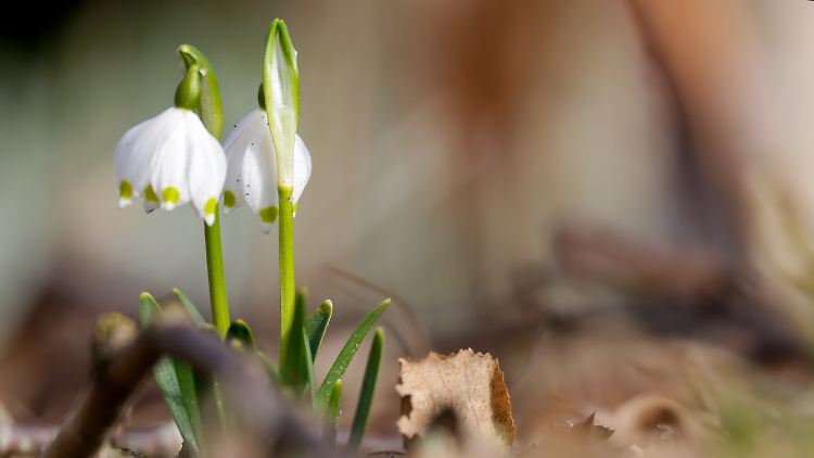 Frühlingsboten: Die ersten Märzenbecher blühen.
