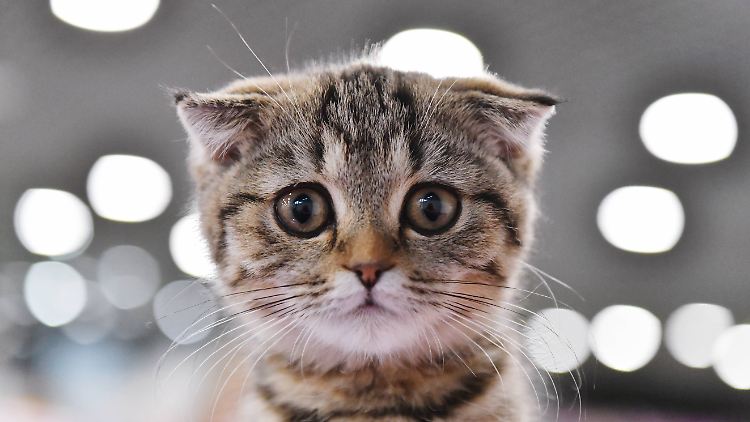 Scottish Fold mit abgeknickten Ohren: Sieht so Tierliebe aus?