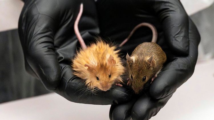 Die genetisch veränderte Maus mit langen, dicken, wolligen Haaren neben einer normalen Maus ist in einem Labor zu sehen.
