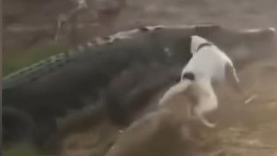 KZGHundKrokodil.JPG