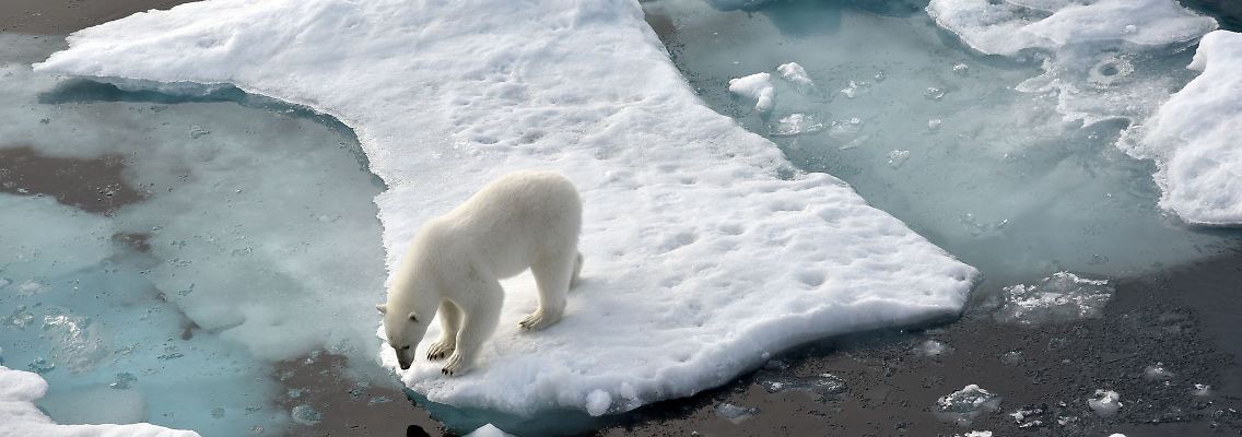 ILLUSTRATION. Ein Eisbär steht im Nordpolarmeer auf eine Eisscholle.