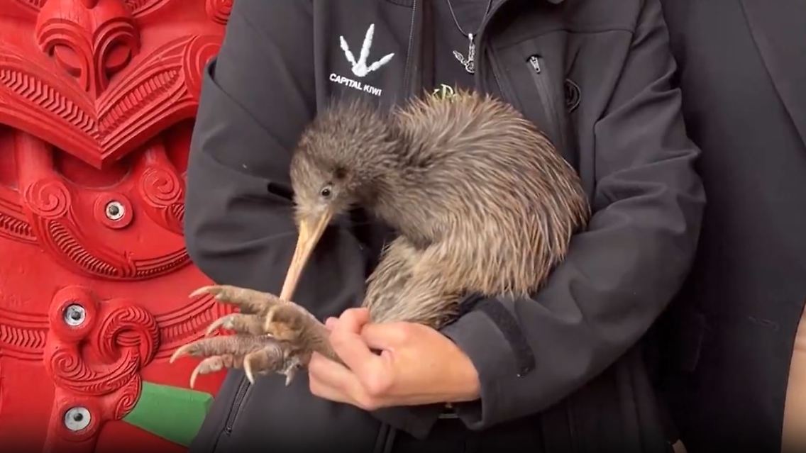 kiwi.JPG