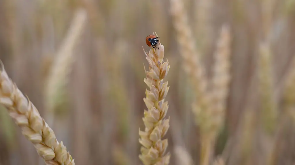 Ein-Marienkaefer-hat-die-Spitze-einer-Getreideaehre-auf-einem-Feld-bei-Hofheim-am-Taunus-erklommen