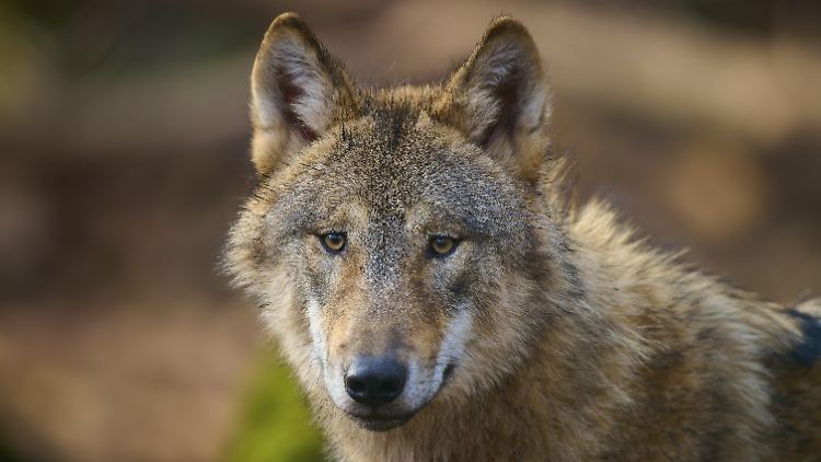 In Deutschland ist der Wolf vor allem in Brandenburg, Sachsen und Niedersachsen wieder zuhause. 