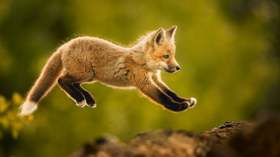 ... erweist sich auch dieser junge, hochkonzentrierte Fuchs. (dritter Platz, "Behaviour - Mammals").