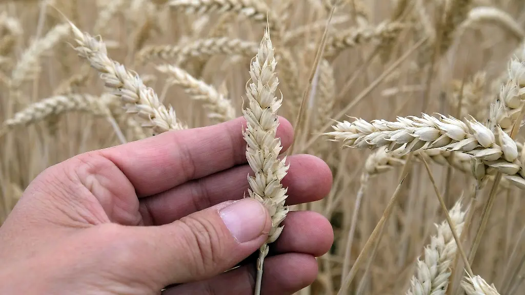 Erntereifer-Weizen-auf-einem-Feld