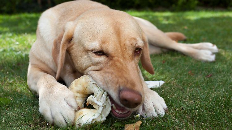 Labrador Retriever neigen besonders zu Übergewicht. 
