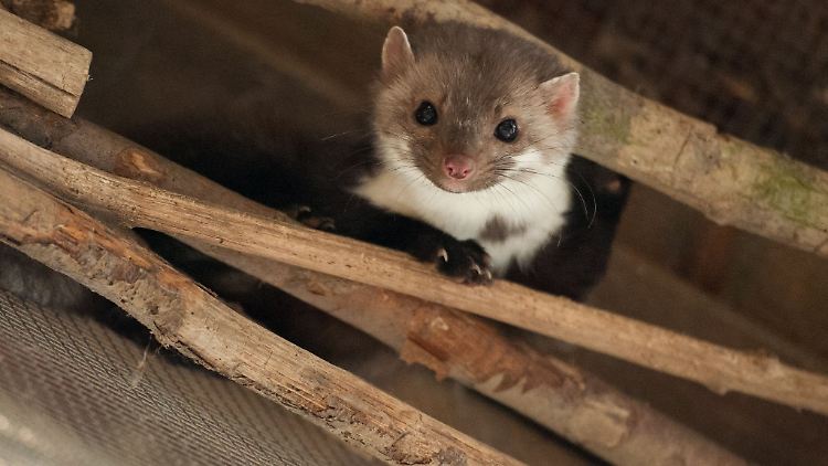 Keine voreiligen Schlüsse ziehen: Marder mögen wie putzige Kerlchen aussehen, sind aber kleine Raubtiere und können auch am Auto einigen Schaden anrichten - was hilft dagegen?