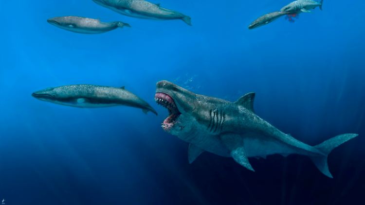 Diese Illustration zeigt einen 16 Meter langen Otodus-megalodon-Hai, der vor 5 Millionen Jahren einen 8 Meter langen Balaenoptera-Wal jagt.