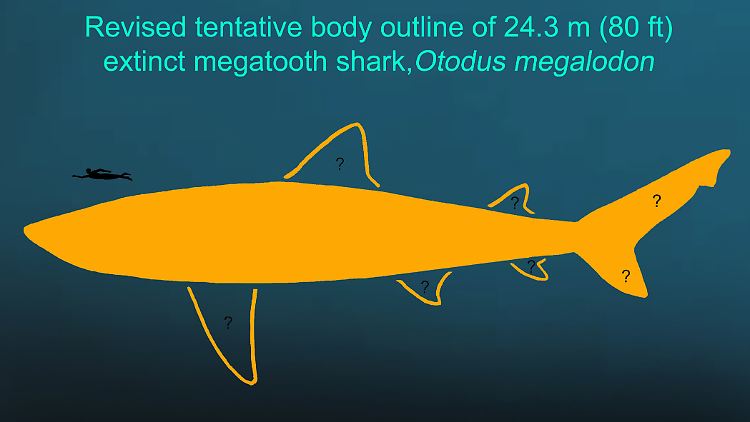 Die Darstellung zeigt den überarbeiteten Körperumriss des ausgestorbenen Megalodons.