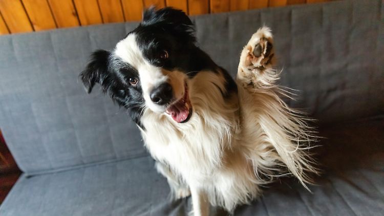 Die Pfote des Hundes sei im Abzug stecken geblieben, behauptet der Mann (Symbolbild).
