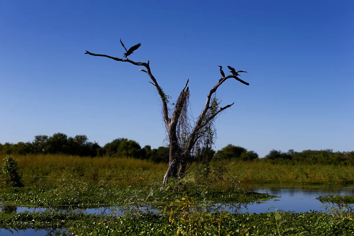 2023-05-15T112107Z-1181447493-RC29I0AY1MQY-RTRMADP-3-ARGENTINA-ENVIRONMENT-CHACO