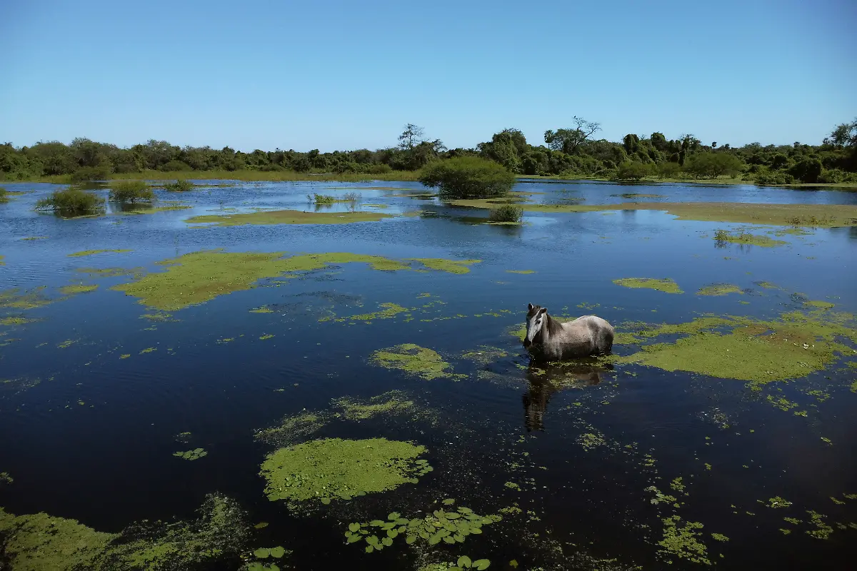 2023-05-15T112134Z-70836600-RC2BI0A5C41L-RTRMADP-3-ARGENTINA-ENVIRONMENT-CHACO