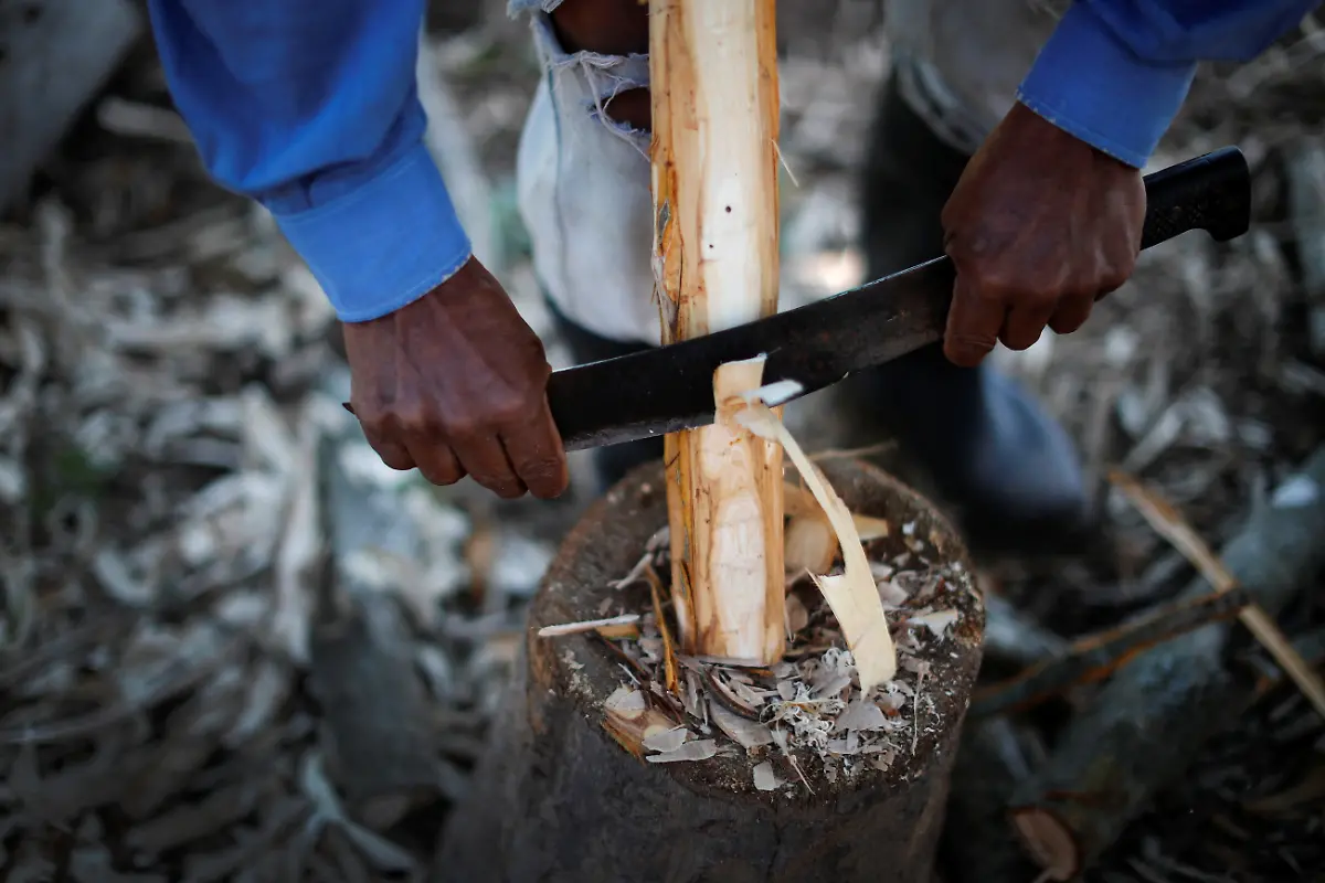 2023-05-15T112140Z-689888509-RC2OH0ADWSWS-RTRMADP-3-ARGENTINA-ENVIRONMENT-CHACO