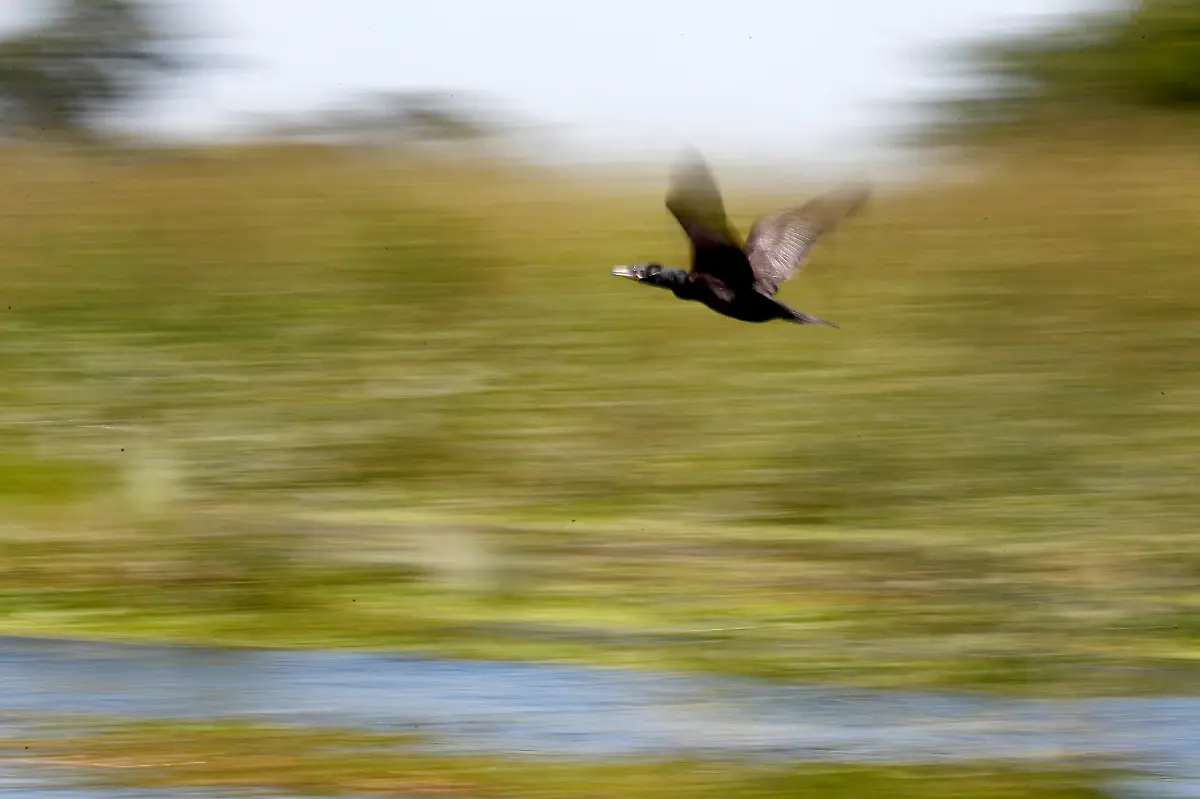 2023-05-15T112142Z-626646906-RC2CI0A7IFQJ-RTRMADP-3-ARGENTINA-ENVIRONMENT-CHACO