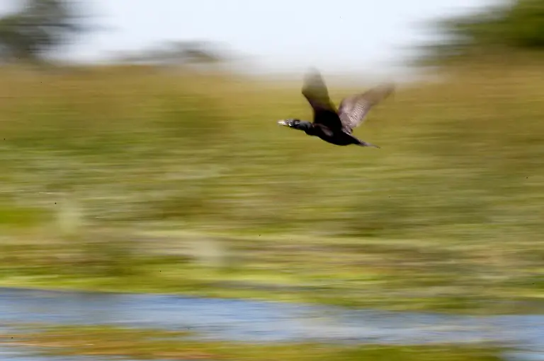 2023-05-15T112142Z-626646906-RC2CI0A7IFQJ-RTRMADP-3-ARGENTINA-ENVIRONMENT-CHACO