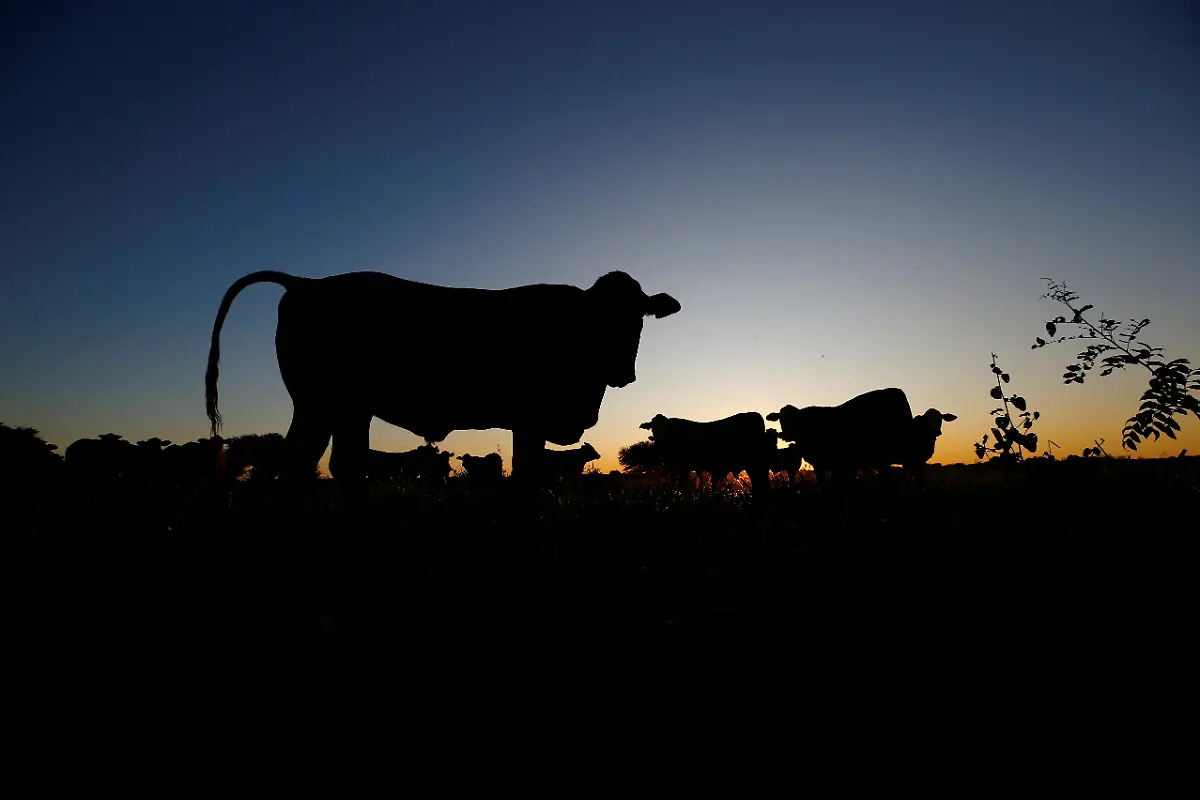 2023-05-15T112143Z-680560569-RC2UH0A0EASY-RTRMADP-3-ARGENTINA-ENVIRONMENT-CHACO