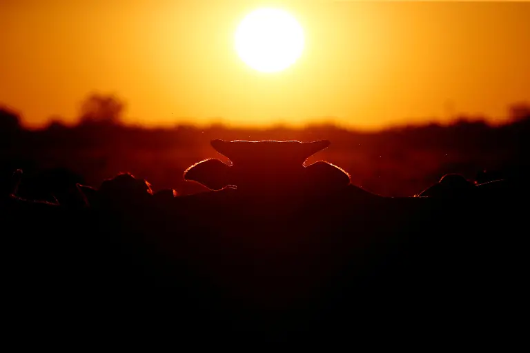 2023-05-15T112153Z-811015757-RC2VH0AAQ3PV-RTRMADP-3-ARGENTINA-ENVIRONMENT-CHACO