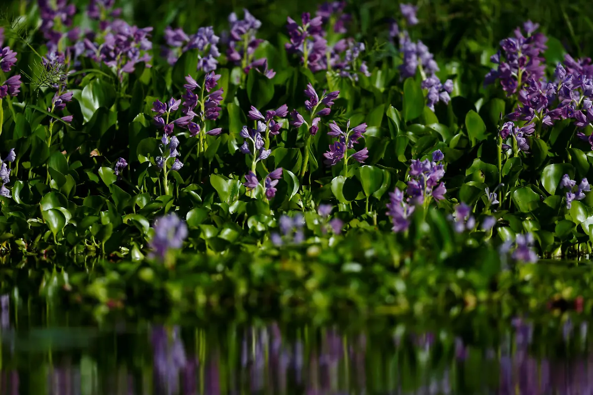 2023-05-15T112158Z-503951303-RC2AI0APN58R-RTRMADP-3-ARGENTINA-ENVIRONMENT-CHACO