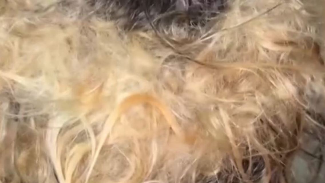 haare.JPG