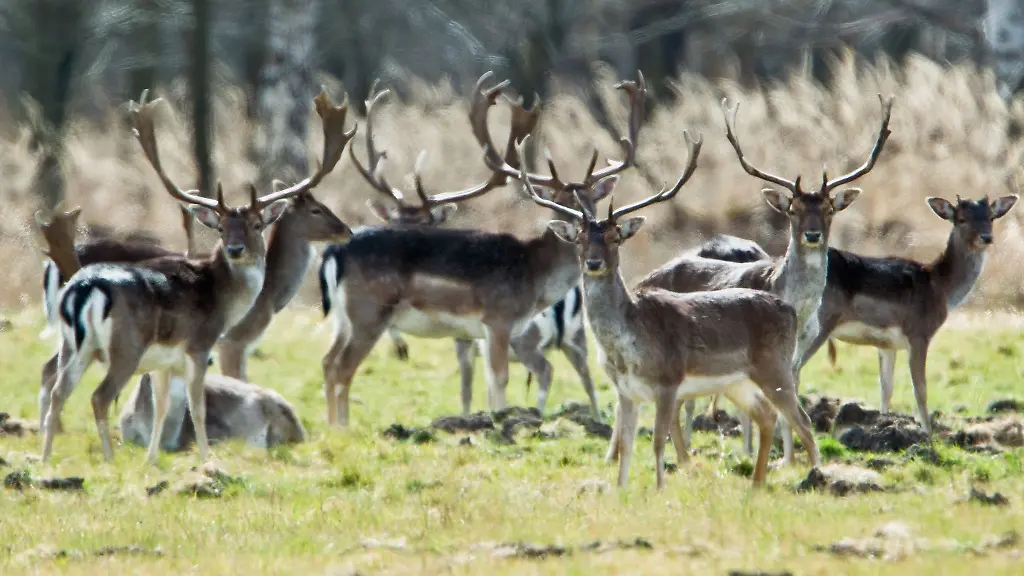 Ein-Rudel-wild-lebender-Damhirsche-grast-auf-einer-Lichtung-im-Naturschutzgebiet-Moenchsbruch