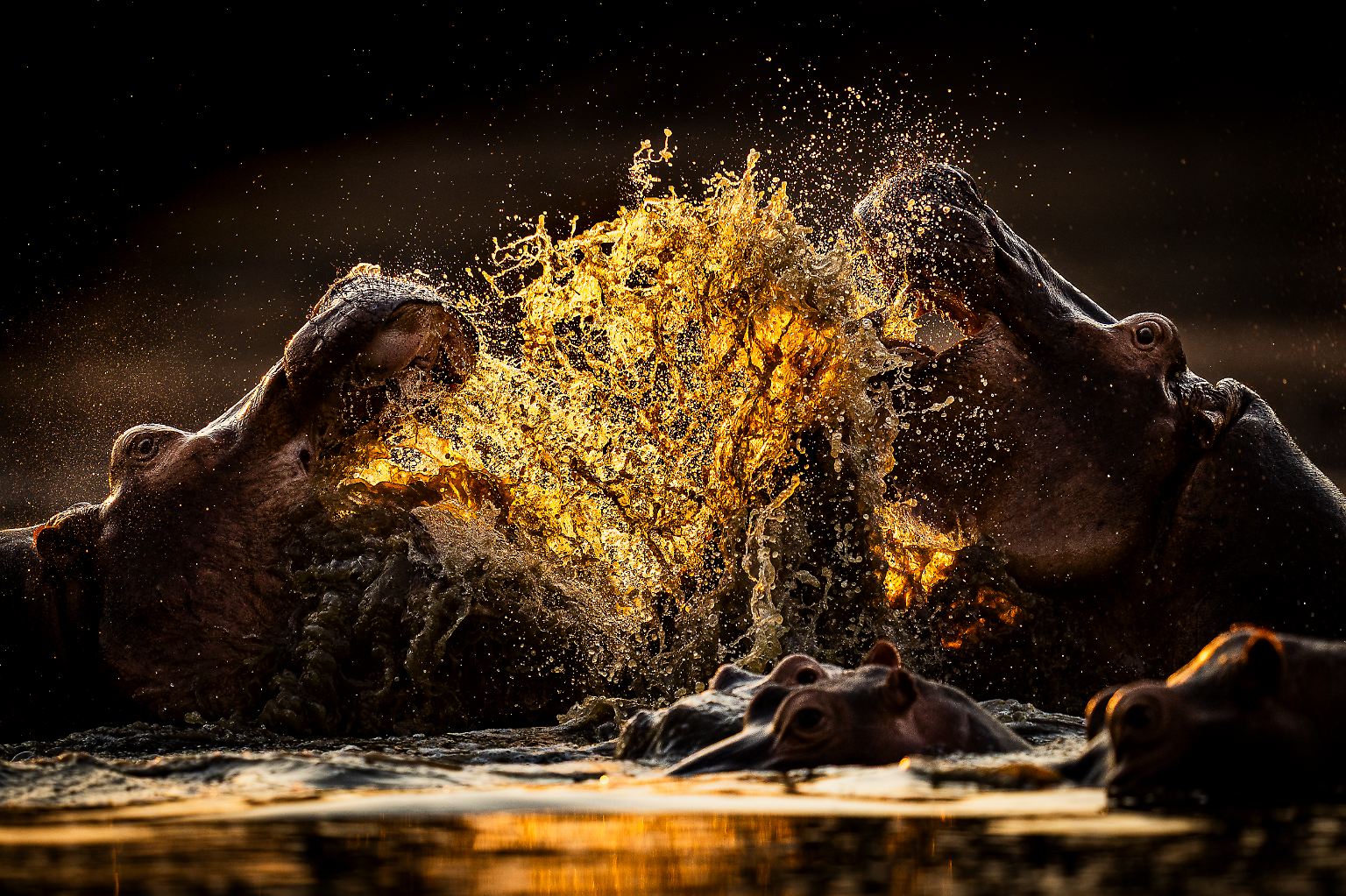 Auch in diesem Jahr bieten die Gewinnerbilder des "World Nature Photography Awards" wieder atemberaubende Einblicke in die Welt der Natur. Da kämpfen schon mal zwei Flusspferde heftig miteinander ...