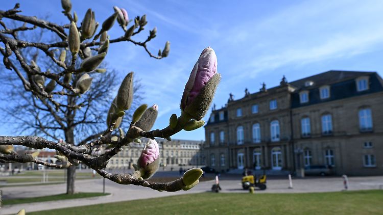 Die Natur, wie diese Magnolie, erwacht nach und nach wieder. 