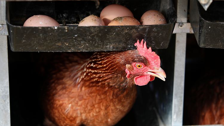 Kalifornische Legehenne: Die Geflügelbetriebe fürchten nach einer Impfung Exportverluste. 