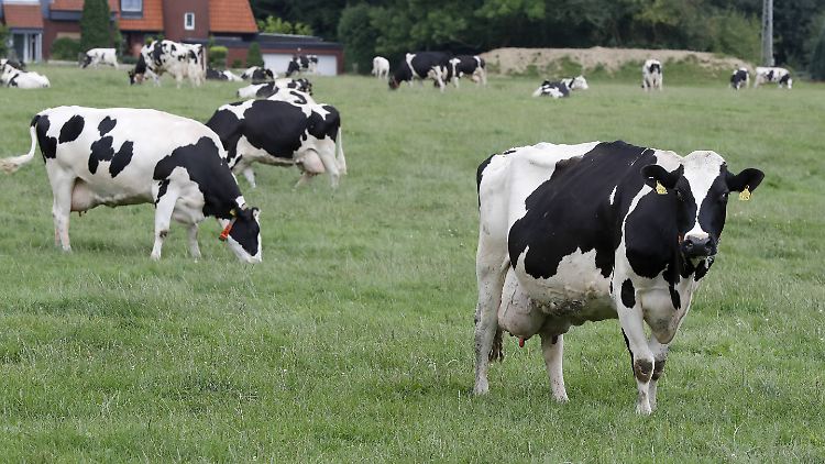 Aus Kuhmilch macht Doderm Hautpflegeprodukte für Mensch und Tier.