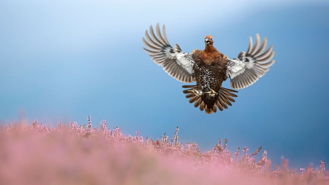 Das zweitbeste Bild der Kategerie ist ein echter Schnappschuss: Ben Hall war im Yorkshire Dales National Park eigentlich auf ein anderes Moorschneehuhn konzentriert, als dieses Exemplar angeflogen kam. Hall positionierte sich blitzschnell neu und erwischte den Vogel kurz vor seiner Landung auf dem Heidekraut.