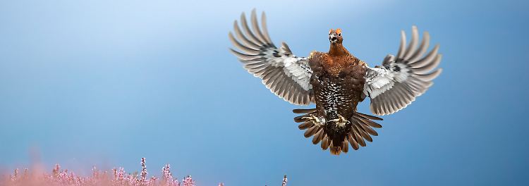 Das zweitbeste Bild der Kategerie ist ein echter Schnappschuss: Ben Hall war im Yorkshire Dales National Park eigentlich auf ein anderes Moorschneehuhn konzentriert, als dieses Exemplar angeflogen kam. Hall positionierte sich blitzschnell neu und erwischte den Vogel kurz vor seiner Landung auf dem Heidekraut.