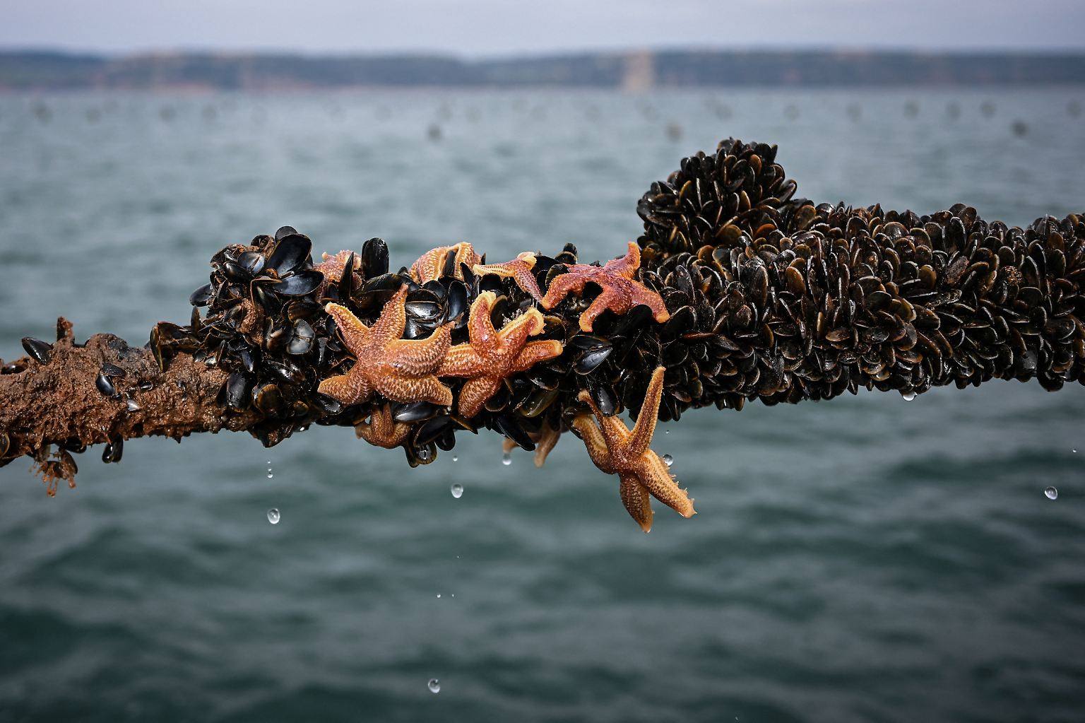 Mehr als 400 Millionen Muscheln hängen vor der Küste Südenglands an Seilen von Bojen herab. Die größte Offshore-Muschelfarm Europas hat eine Ausdehnung wie der Flughafen London Heathrow ...