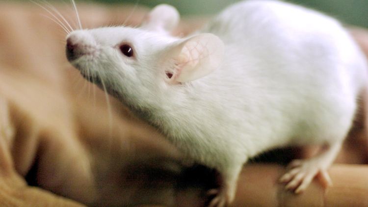 Ziel des Experiments sind nicht etwa viele Mäuse, sondern viele wertvolle Nutztiere.
