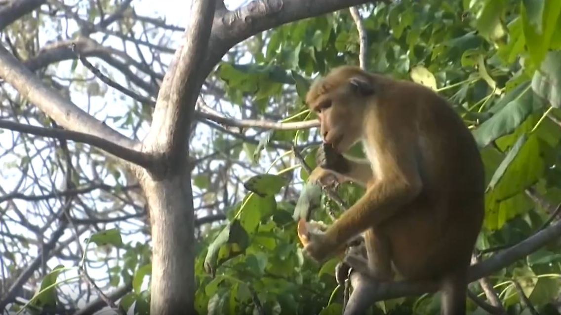 affe.JPG