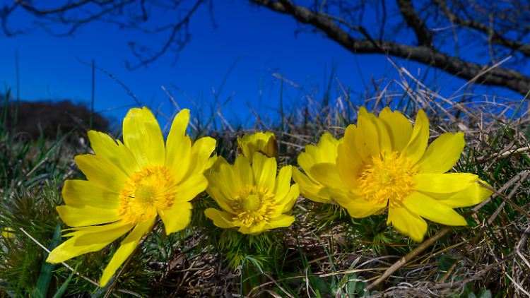 Der Frühling ist nicht mehr zu übersehen: Adonisröschen an den Oderhängen im Landkreis Märkisch-Oderland in Brandenburg.
