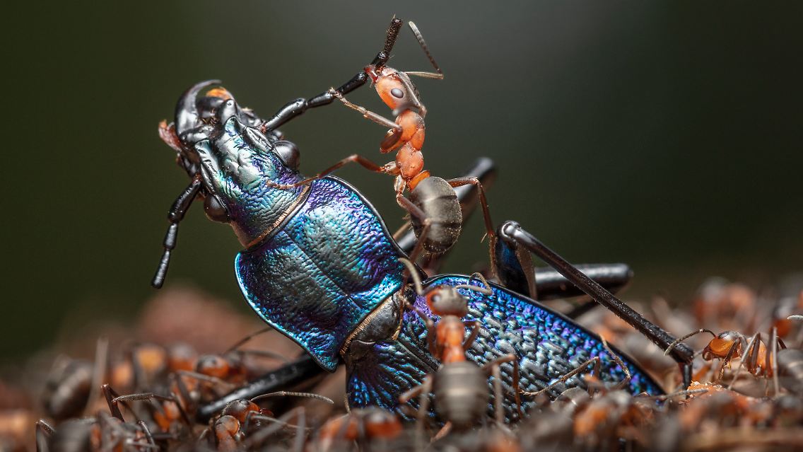 Große Beute: Der Dunkelblaue Laufkäfer wurde von den Arbeiterinnen bereits zum Nest geschleppt, wo ihm alles abgeschnitten wird, was das weitere Voranbringen in das Nestinnere behindern könnte. Dieses Foto wurde beim Wildlife Photographer of the Year 2024 ausgezeichnet.