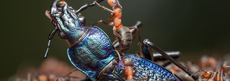 Große Beute: Der 
Dunkelblaue Laufkäfer wurde von den Arbeiterinnen 
bereits zum Nest geschleppt, wo ihm alles 
abgeschnitten wird, was das weitere Voranbringen in das Nestinnere behindern könnte. 

Dieses Foto wurde beim Wildlife Photographer of the 
Year 2024 ausgezeichnet.