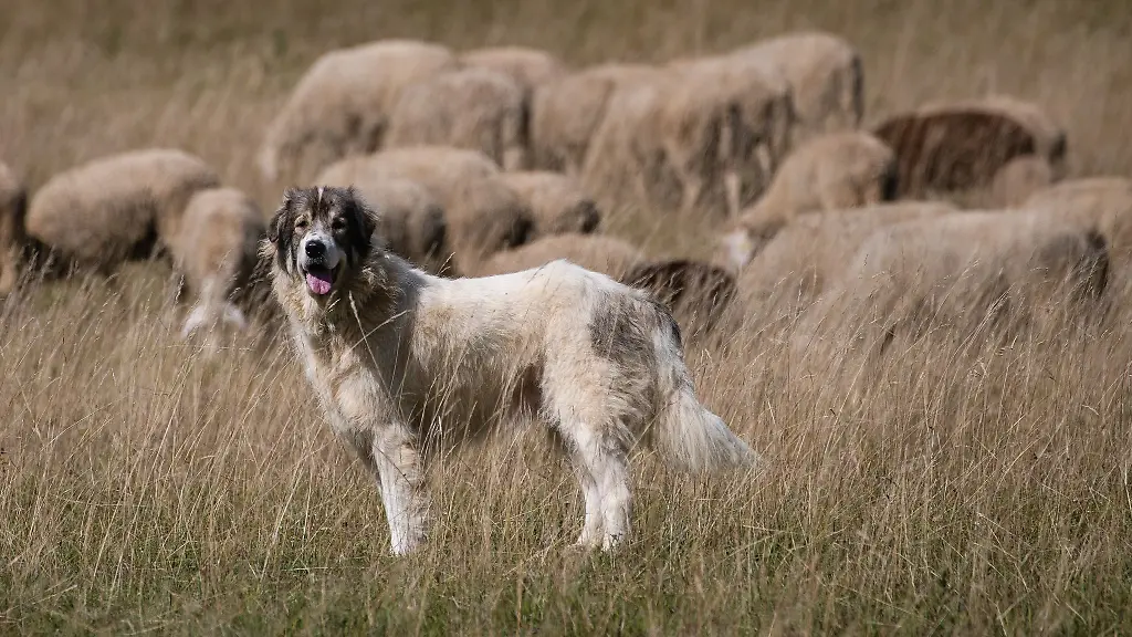 Ein-Herdenschutzhund-passt-auf-einer-Weideflaeche-auf-eine-Schaf-und-Ziegenherde-auf