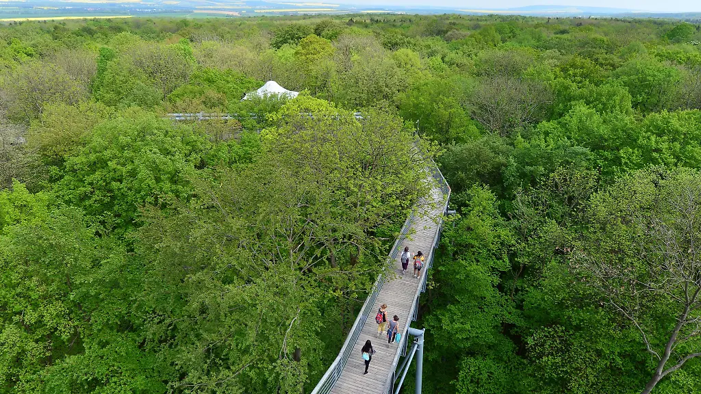 Blick-auf-den-Baumkronenpfad-im-Nationalpark-Hainich