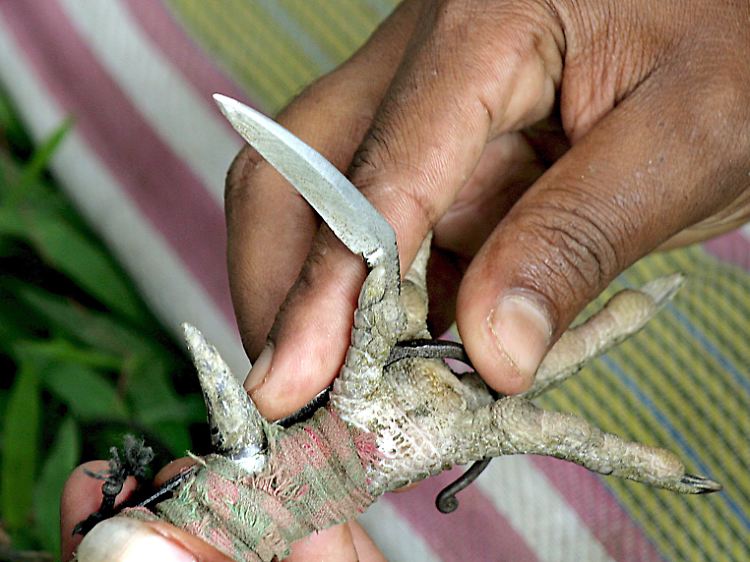 Scharfe Klingen sollen zu einem Kampf auf Leben und Tod führen.