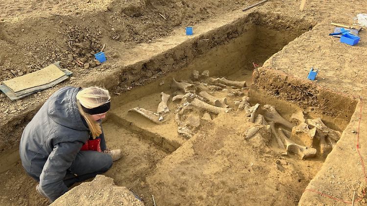 Forscher fanden Hinweise auf mindestens fünf Tiere, die dort zerlegt wurden.