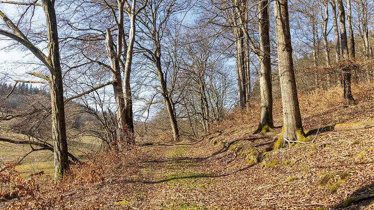 Viel trockenes Laub, wenig Grün: Nach dem Winter nimmt die Waldbrandgefahr aufgrund der anhaltenden Trockenphase immer weiter zu. 