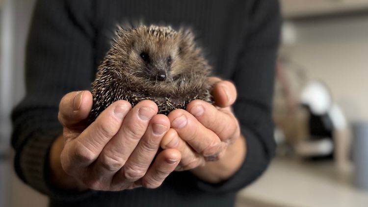 Die meisten der eingelieferten Igel wurden von einem Auto oder einem Mähroboter überfahren.