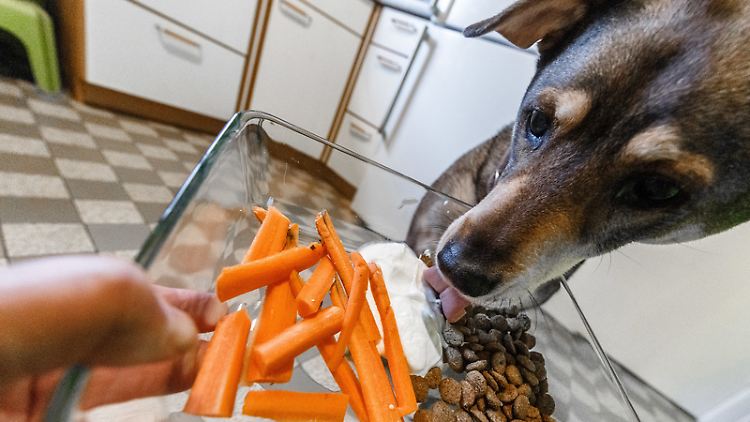 Wenn Halter auf Ausgewogenheit achten, können sie ihren Hund auch vegan ernähren.