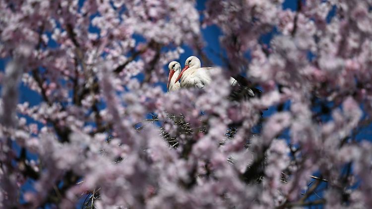 Die Frühlingsmarke von 15 Grad wird fast überall in Deutschland erreicht. 