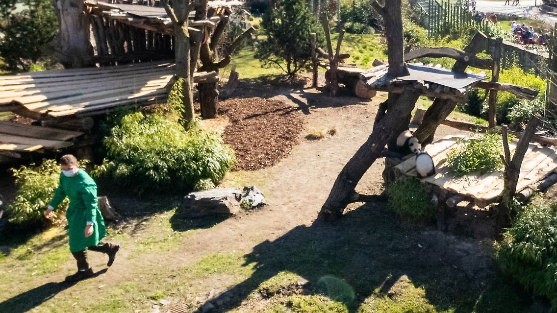 panda2.jpg
