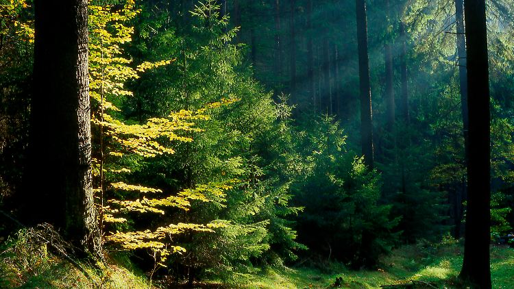 Wald im Elbsandsteingebirge: Wer möchte hier nicht eintauchen?
