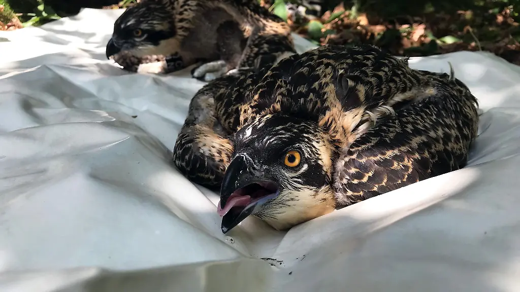 Zwei-junge-Fischadler-sitzen-vor-ihrer-Beringung-in-Rastatt-auf-einem-Tuch